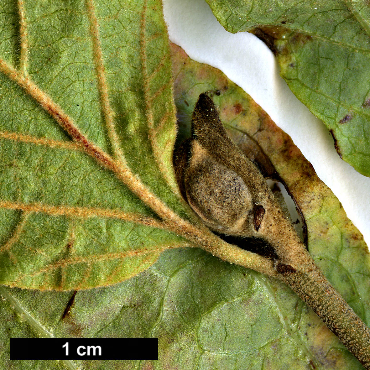 High resolution image: Family: Hamamelidaceae - Genus: Fothergilla - Taxon: ×intermedia (F.gardenii × F.major)